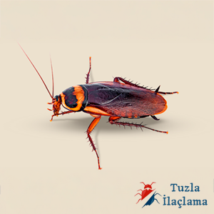 Hamam böceği ilaçlama hizmeti – Tuzla böcek ilaçlama