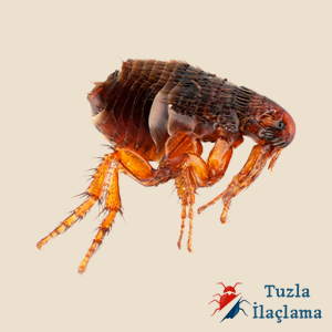 Tuzla’da profesyonel pire ilaçlama hizmeti – ev ve iş yerleri için etkili çözüm